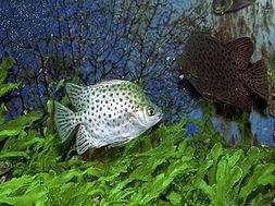 金鼓鱼能和蒲瓜一起吃吗,兼容性探讨