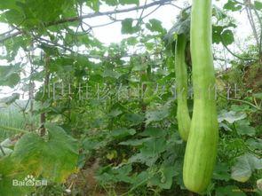 老砍瓜如何吃,解锁传统美食新体验