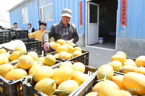 五娃吃瓜,五娃畅享夏日瓜果盛宴