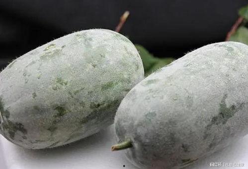 云燕吃瓜,揭秘娱乐圈幕后故事