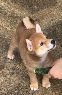 瓜哥带你吃瓜之奇葩小狗