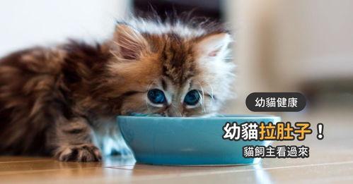 猫可以吃蜜瓜吗