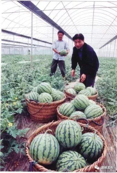 吃瓜的文化现象,揭秘网络时代下的文化现象