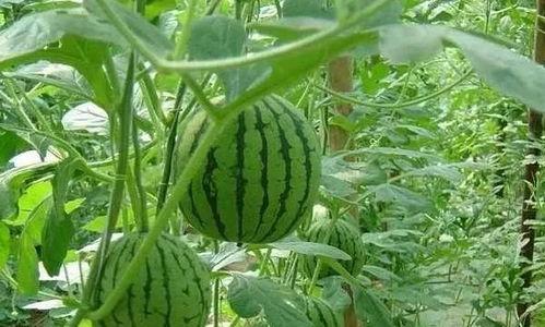 吃瓜嫌瓜成语是什么,揭秘成语背后的趣味与哲理